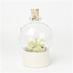 Mini greenhouse made of ceramic and glass