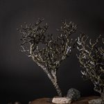 Compagnon de la nature