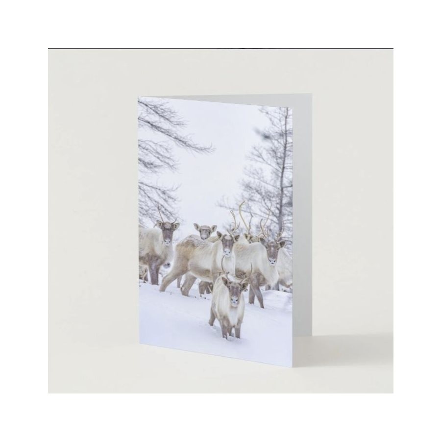 Greeting Card - Leaf River Caribou