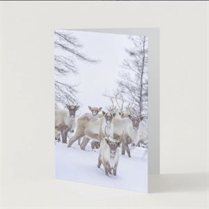 Carte de souhaits - Caribous de la rivière aux Feuilles