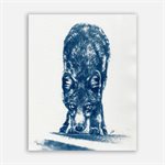 Coyote – Photographie cyanotype non encadrée 