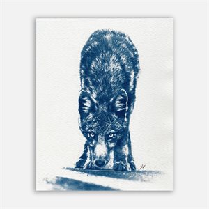 Coyote – Photographie cyanotype non encadrée 