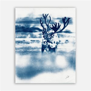 Caribou – Cyanotype Photograph (Unframed)