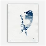 Jaseur d’Amérique – Photographie cyanotype non encadrée
