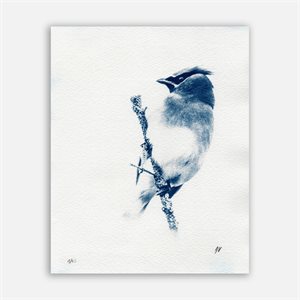 Jaseur d’Amérique – Photographie cyanotype non encadrée 