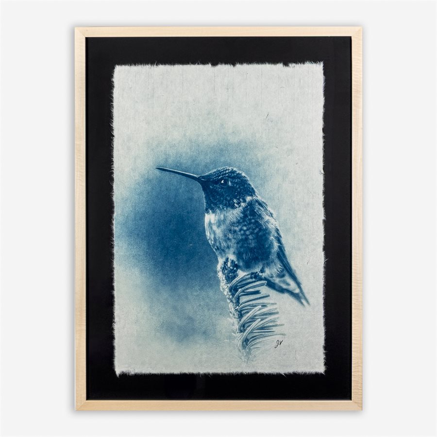 Colibri à gorge rubis – Photographie cyanotype sur papier Washi encadrée en tilleul