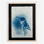 Colibri à gorge rubis – Photographie cyanotype sur papier Washi encadrée en tilleul