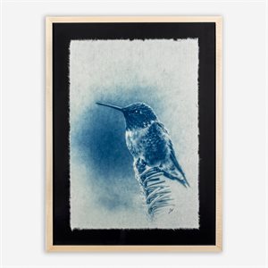 Colibri à gorge rubis – Photographie cyanotype sur papier Washi encadrée en tilleul