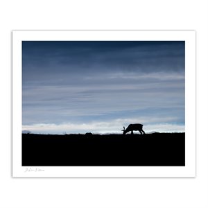 Silhouette d'un caribou femelle
