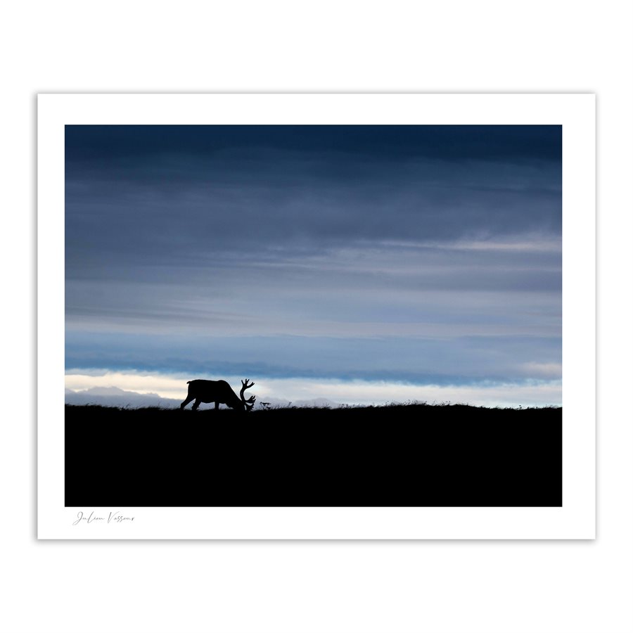 Silhouette d'un caribou mâle