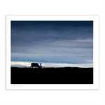 Silhouette of a male caribou