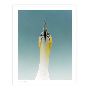 Northern gannet