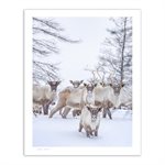 Leaf River caribou