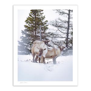 Trio de caribous