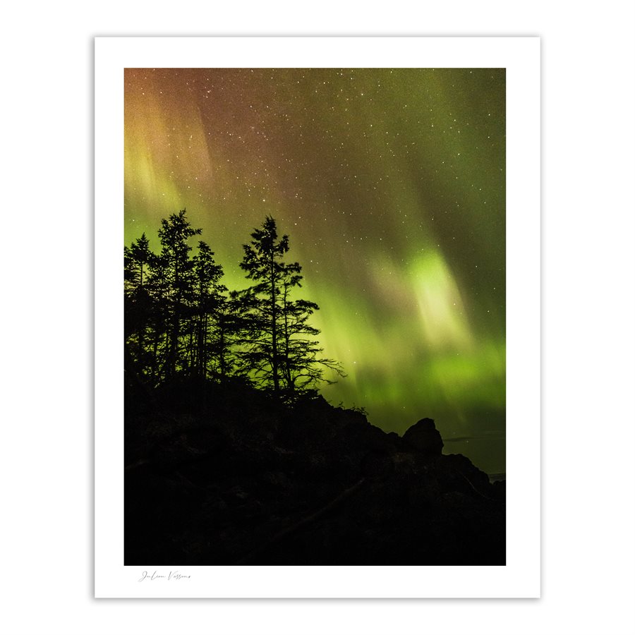 Aurora borealis and conifers