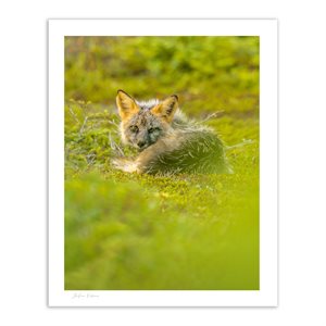 Fox's nap 2