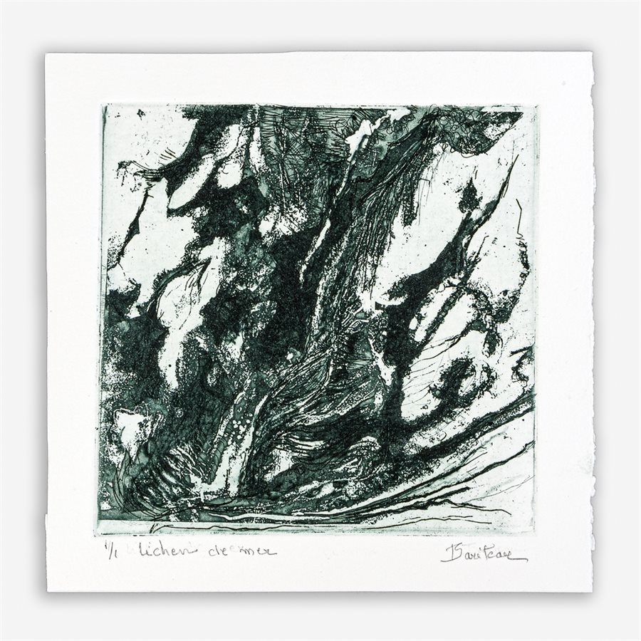 Lichen de mer Lichen de mer