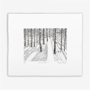 Fir forest