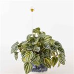 Flame shaped glass plant aerator