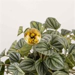 Flame shaped glass plant aerator