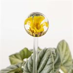 Aérateur à plante en verre façonné à la flamme