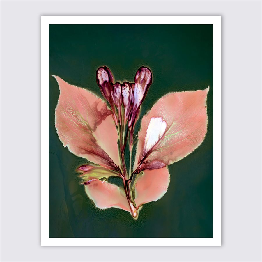 Fleur papillon