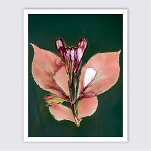 Butterfly flower